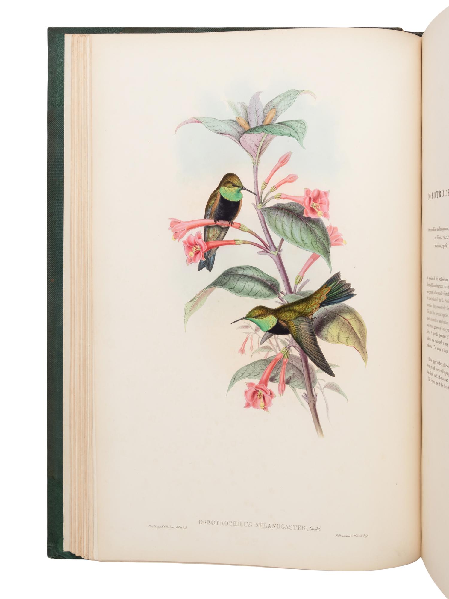 [NATURAL HISTORY]. GOULD, John (1804-1881). A Monograph of the Trochilidae, or Family of Humming-Birds . London: Taylor and Francis for the Author, [1849-] 1861.
