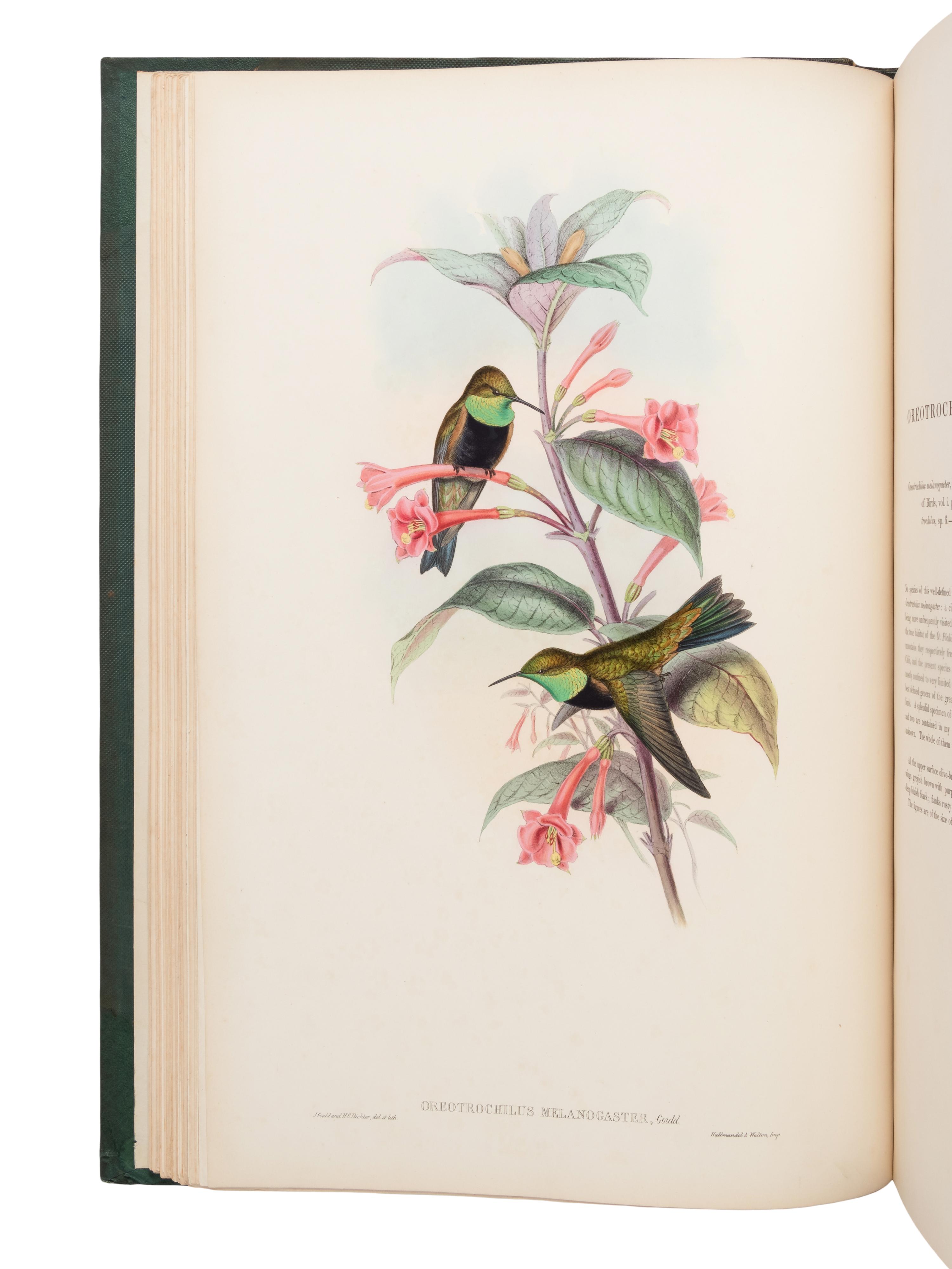 [NATURAL HISTORY]. GOULD, John (1804-1881). A Monograph of the Trochilidae, or Family of Humming-Birds . London: Taylor and Francis for the Author, [1849-] 1861.