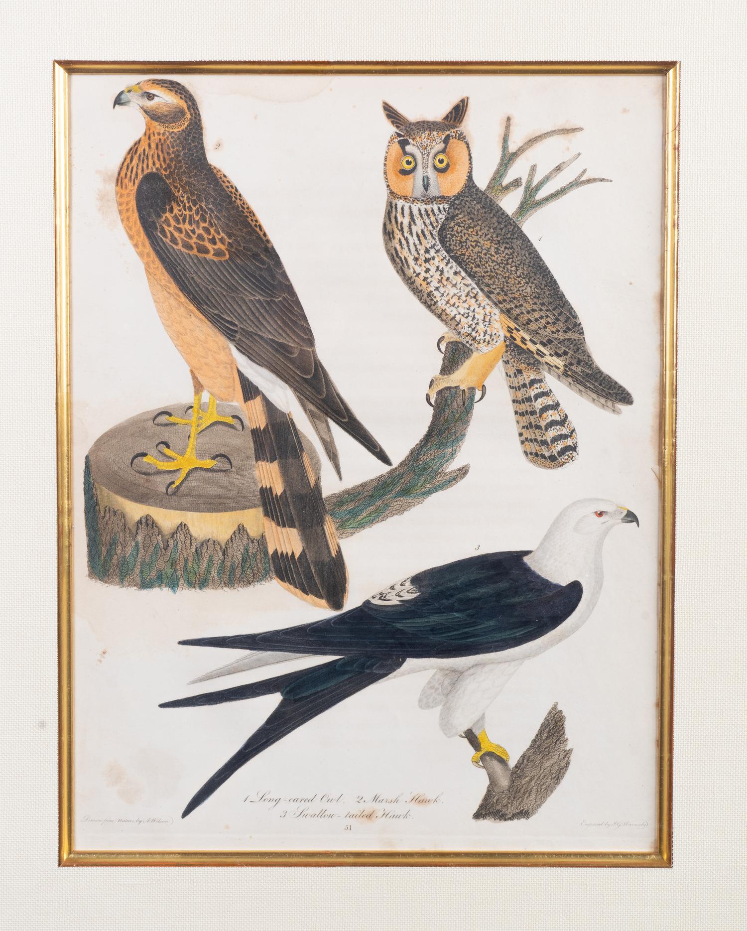 Four Hand-Colored Bird Engravings