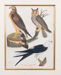 Four Hand-Colored Bird Engravings