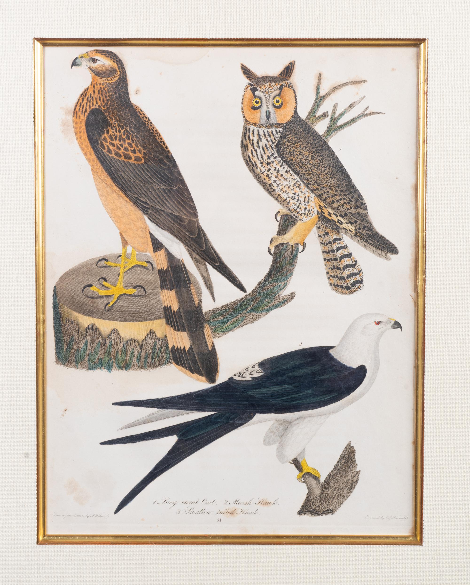 Four Hand-Colored Bird Engravings