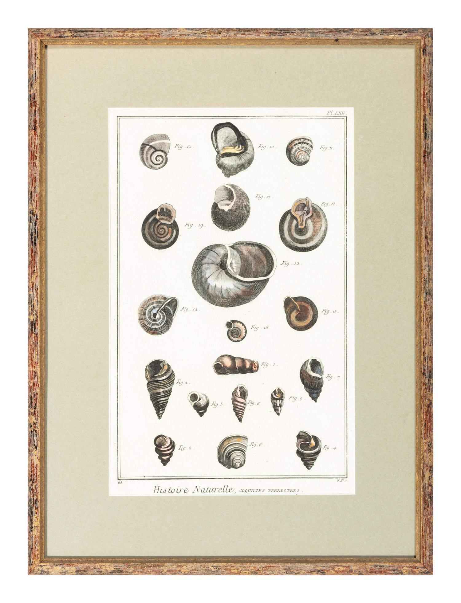 Six Hand-Colored Shell and Coral Engravings
