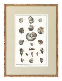 Six Hand-Colored Shell and Coral Engravings