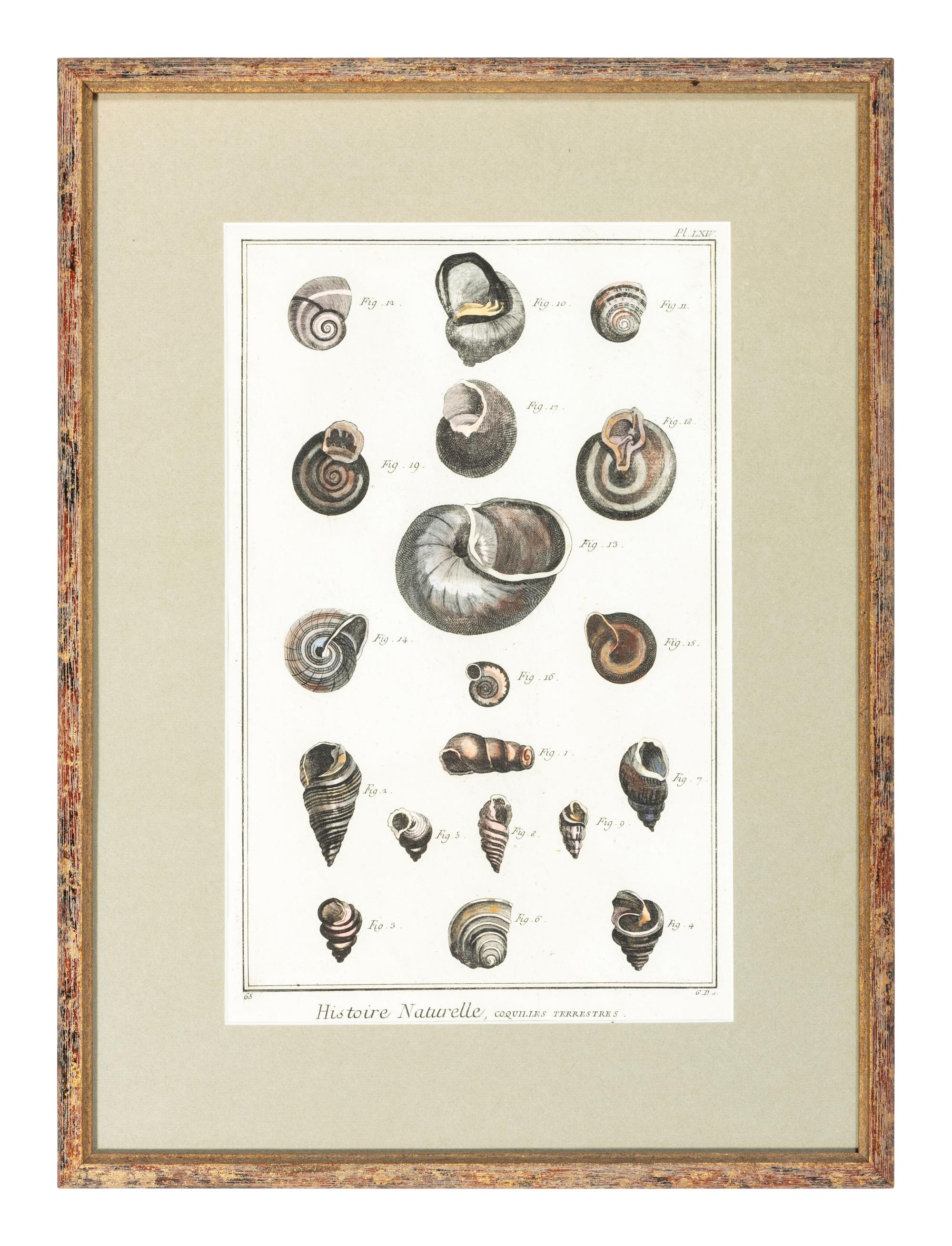 Six Hand-Colored Shell and Coral Engravings