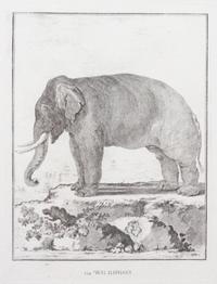 A Collection of Twenty Framed Black & White Animal Prints Framed size 21 3/4 x 19 1/2 inches. — 20TH CENTURY