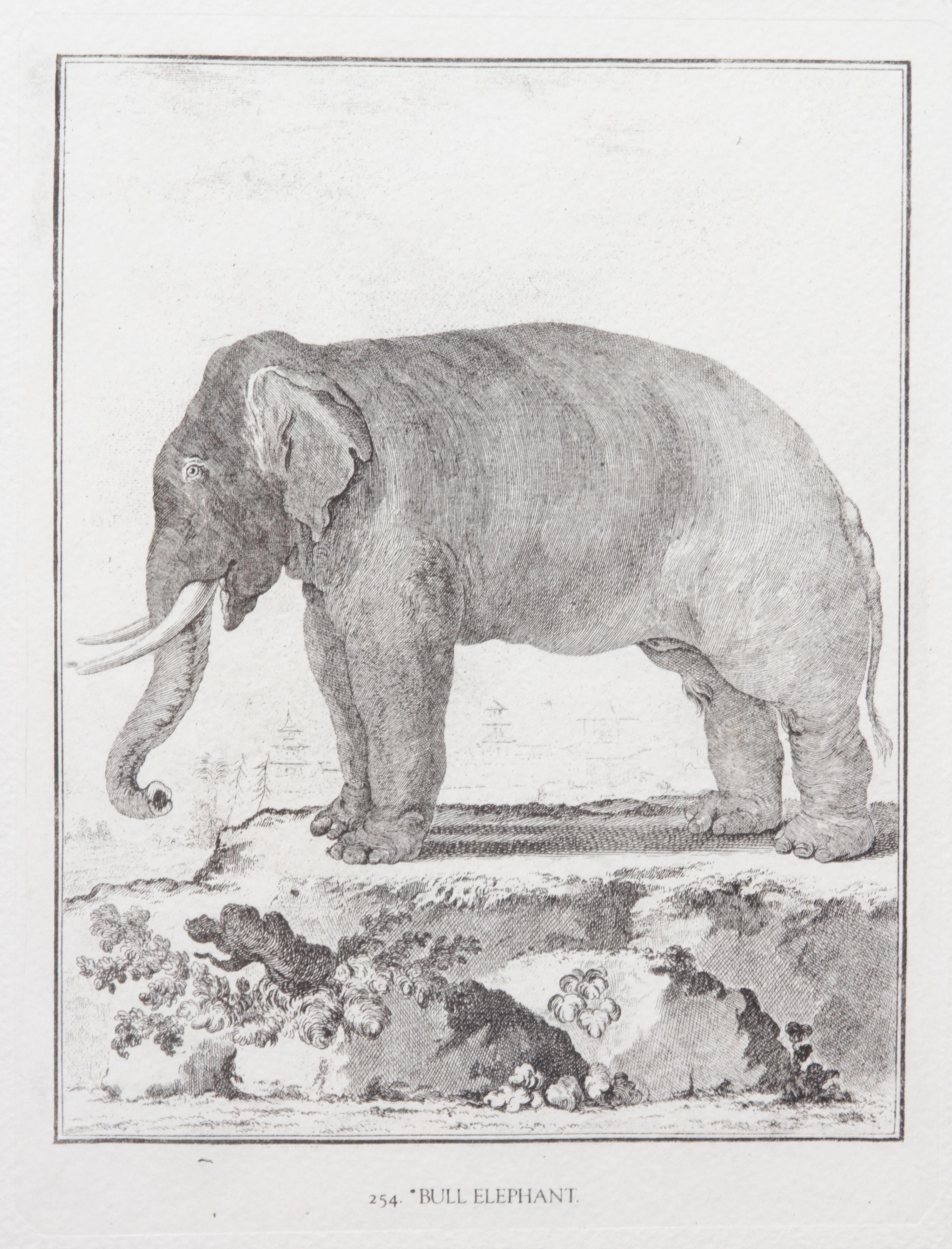 A Collection of Twenty Framed Black & White Animal Prints Framed size 21 3/4 x 19 1/2 inches. — 20TH CENTURY
