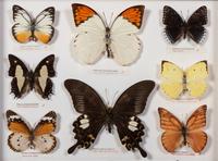 Thirty-One Framed Lepidopterological Specimens
