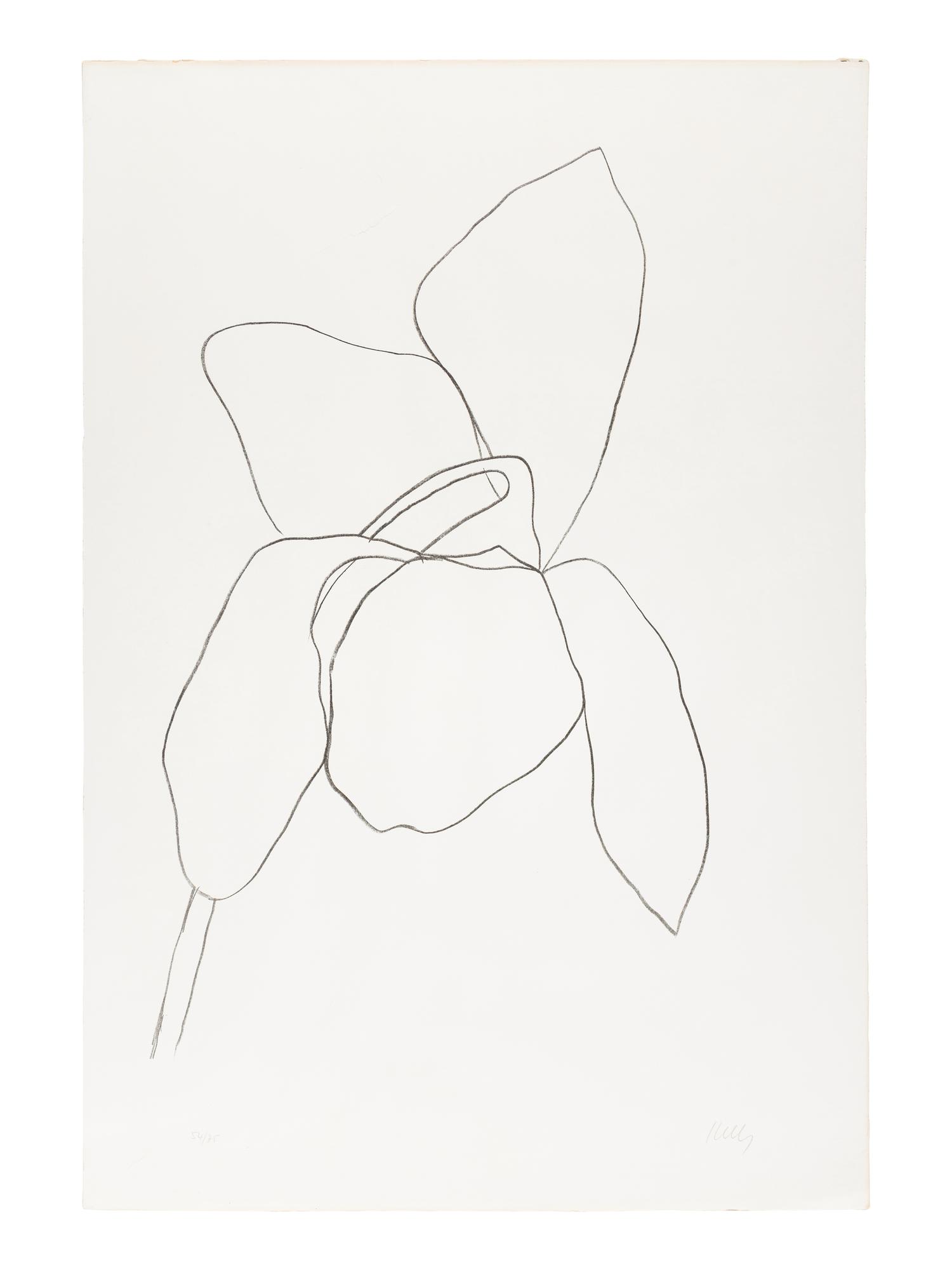 Cyclamen I ( from Suite of Plant Lithographs ), 1964-1965 (published 1966)