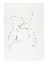 Cyclamen I ( from Suite of Plant Lithographs ), 1964-1965 (published 1966)