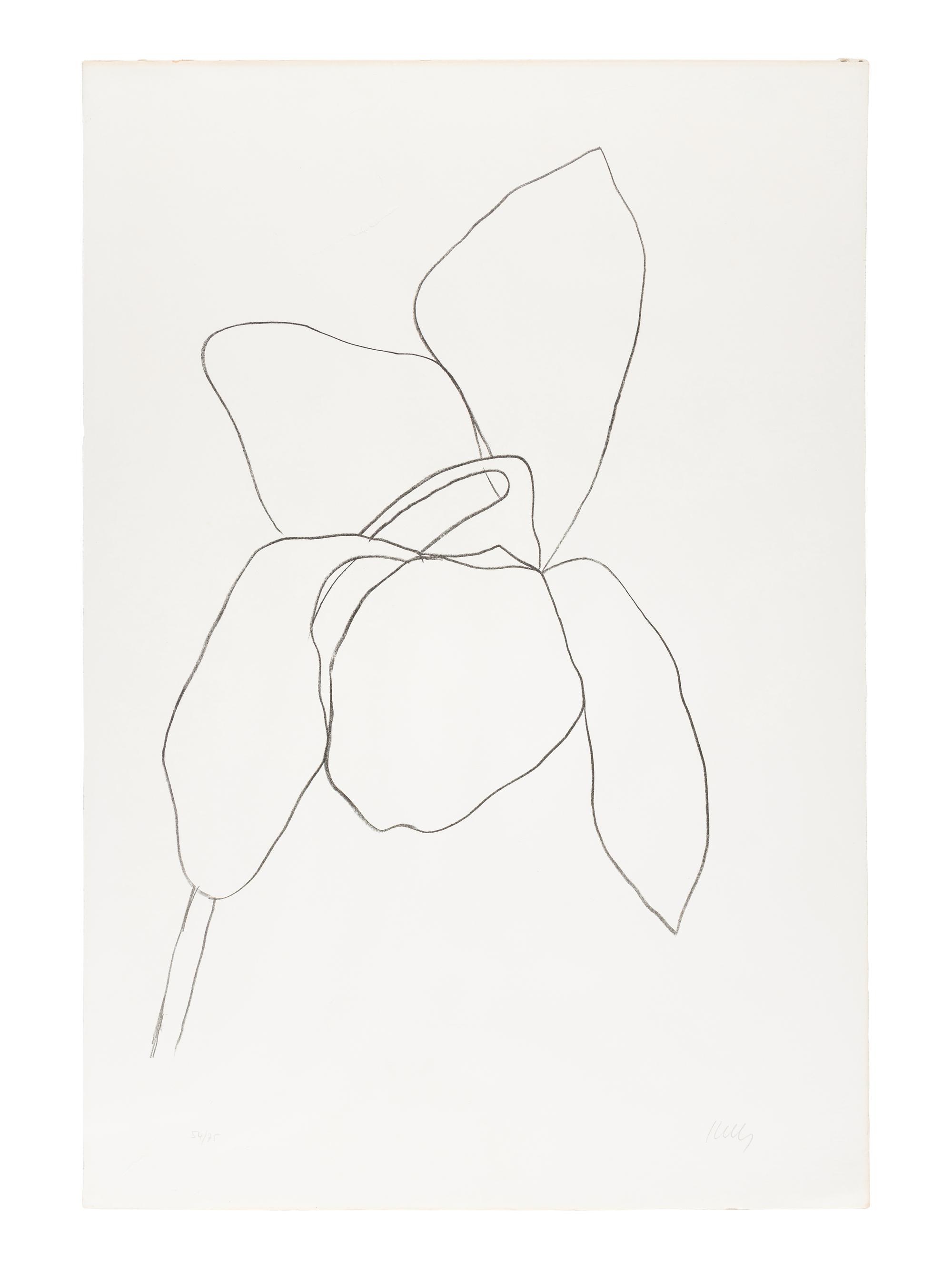 Cyclamen I ( from Suite of Plant Lithographs ), 1964-1965 (published 1966)