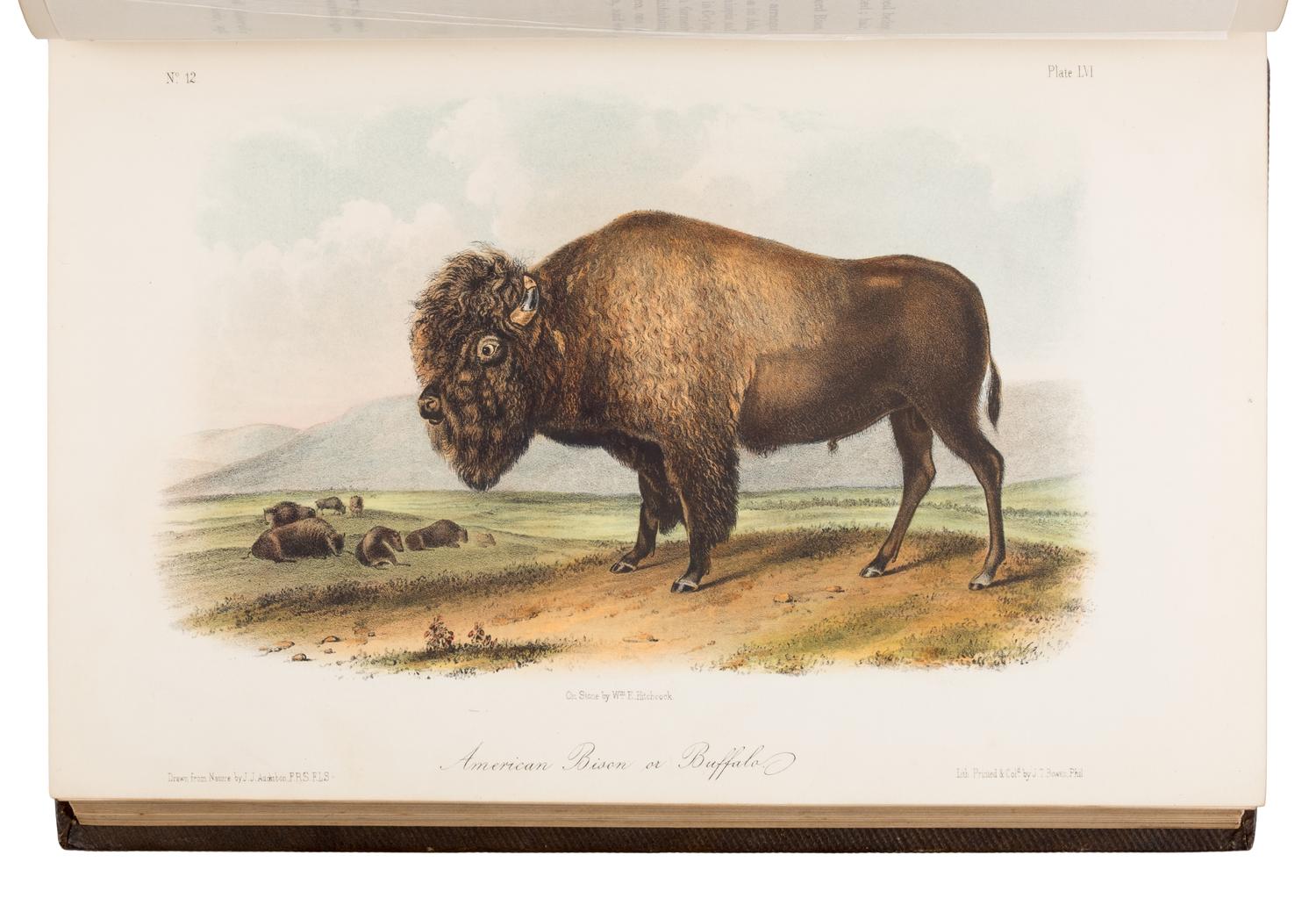Audubon, John James (1785-1851) and John Bachman (1790-1874). The Quadrupeds of North America . New York: V.G. Audubon, 1849, 1854, 1854.