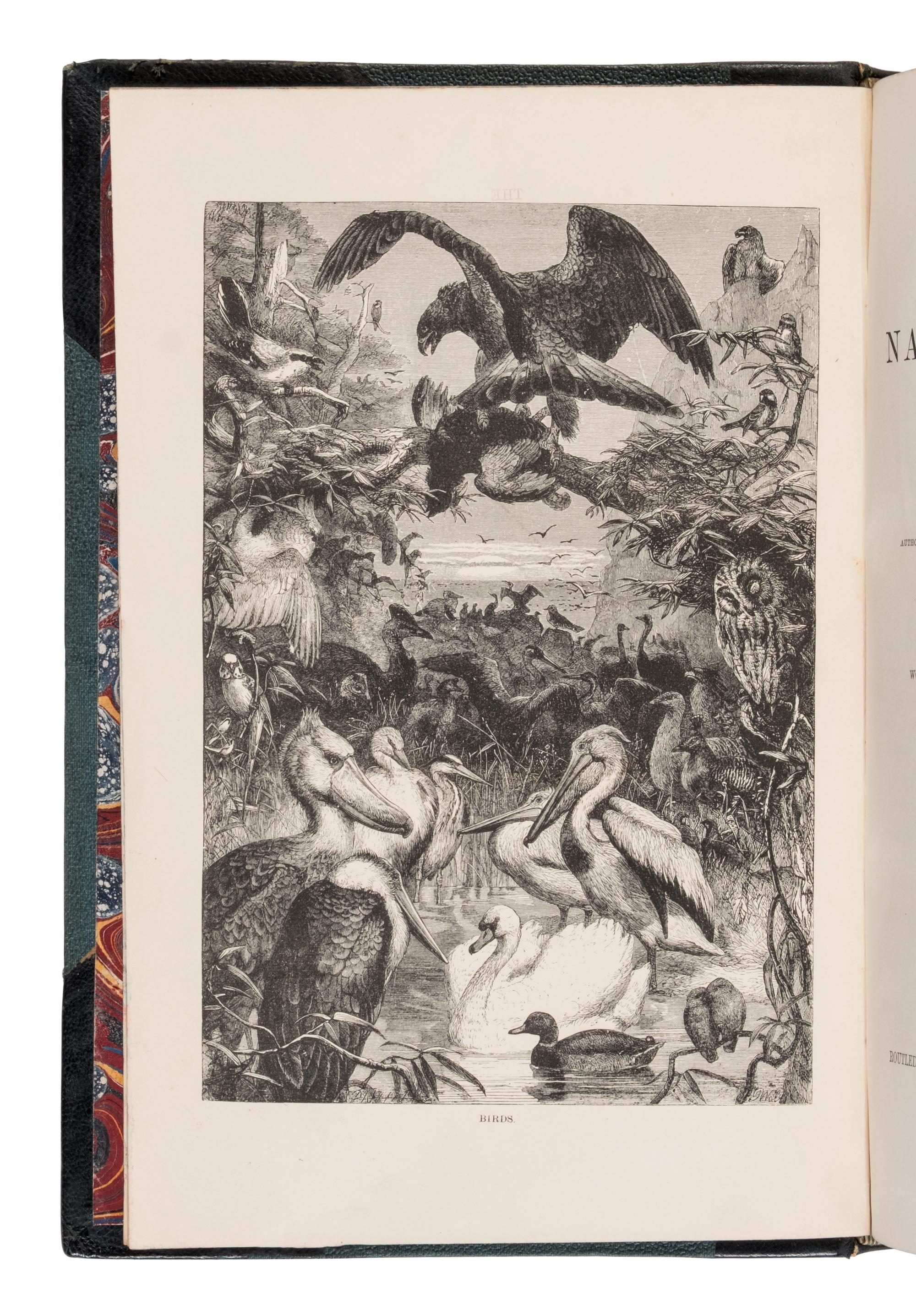 [Natural History] Wood, John George. The Illustrated Natural History
