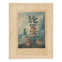 [Natural History] Thornton, Robert John. Group of 18 botanical plates from the 1812 quarto edition of "Temple of Flora"