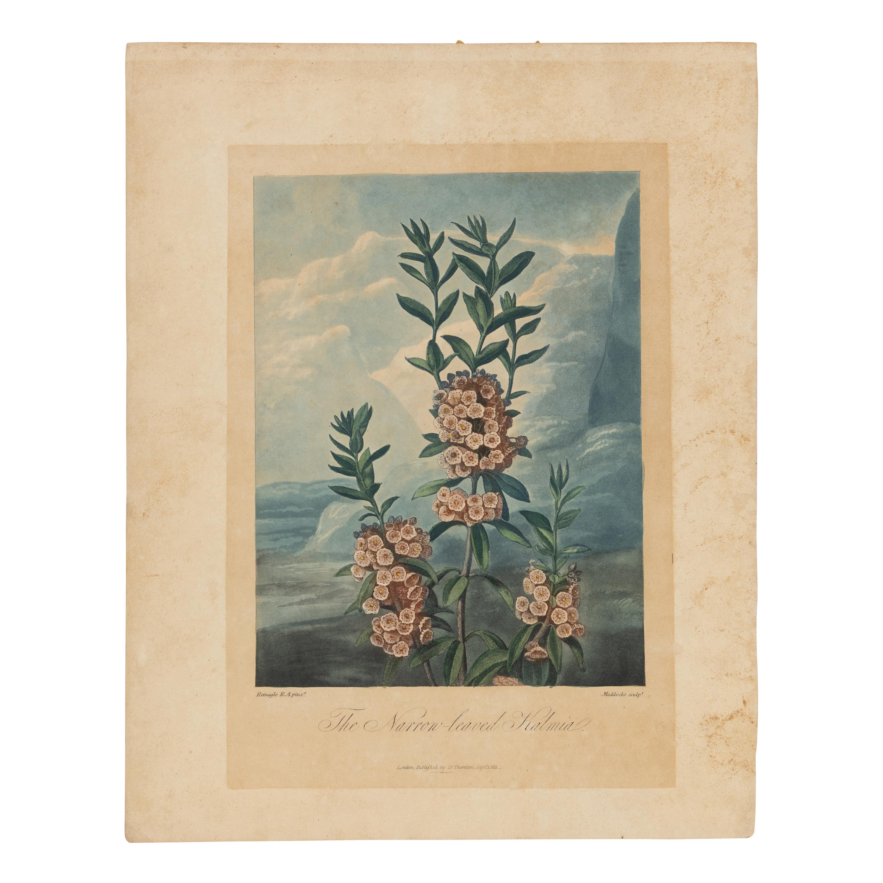 [Natural History] Thornton, Robert John. Group of 18 botanical plates from the 1812 quarto edition of "Temple of Flora"