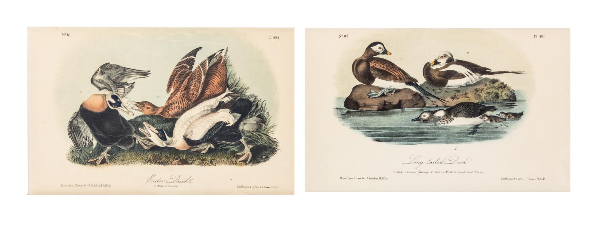 (AUDUBON, JOHN JAMES, after) BOWEN, J.T. A group of 10 lithographs from the octavo edition of Audubon's Birds of America.