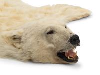 A Taxidermy Polar Bear Rug