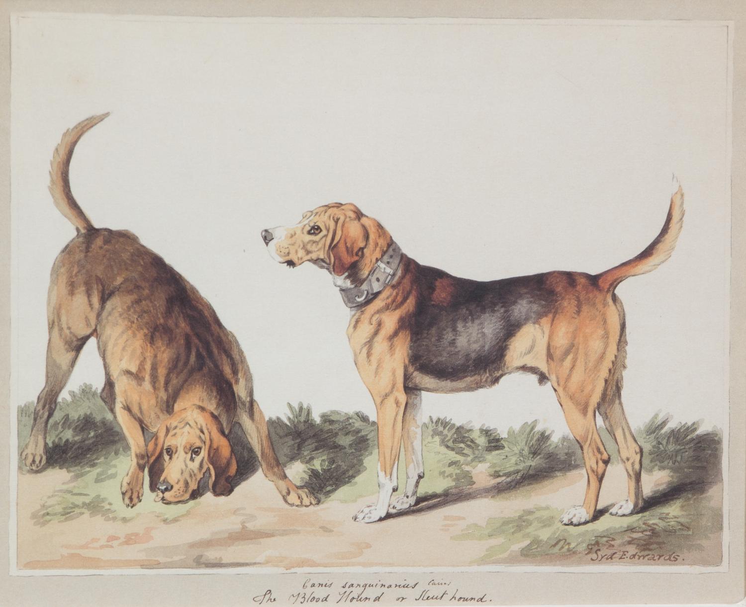 Sydenham Teast Edwards, (English, 1768-1819), A Group of Four Works Depicting Dog Breeds
