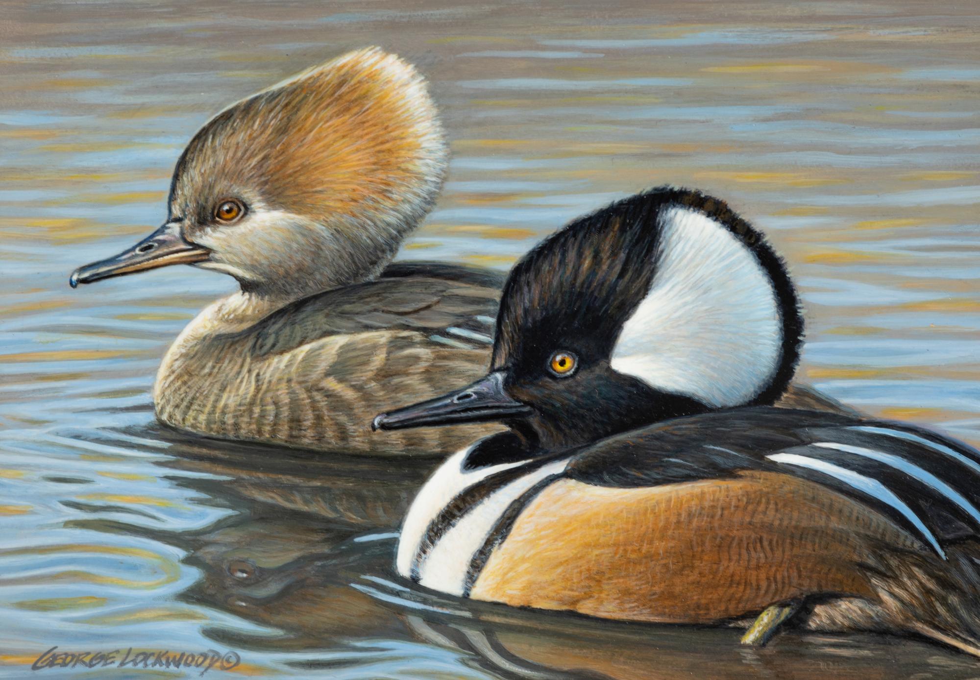 Hooded Mergansers , 1995