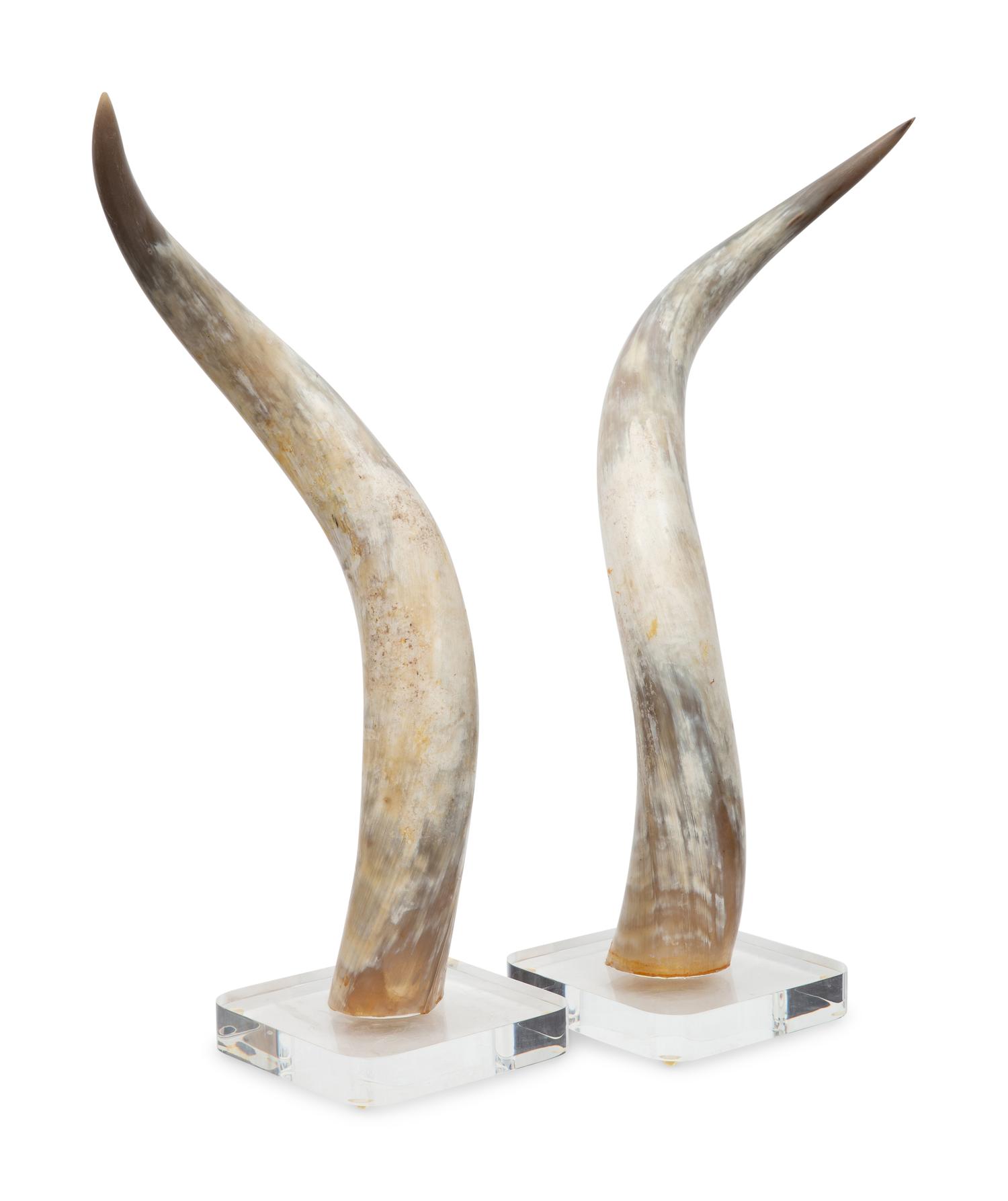 A Large Pair of Steer Horns