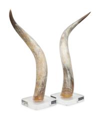 A Large Pair of Steer Horns