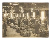 Virginia Interior view of a tobacco auction in Chatham, VA featuring an African American or mixed race buyer.