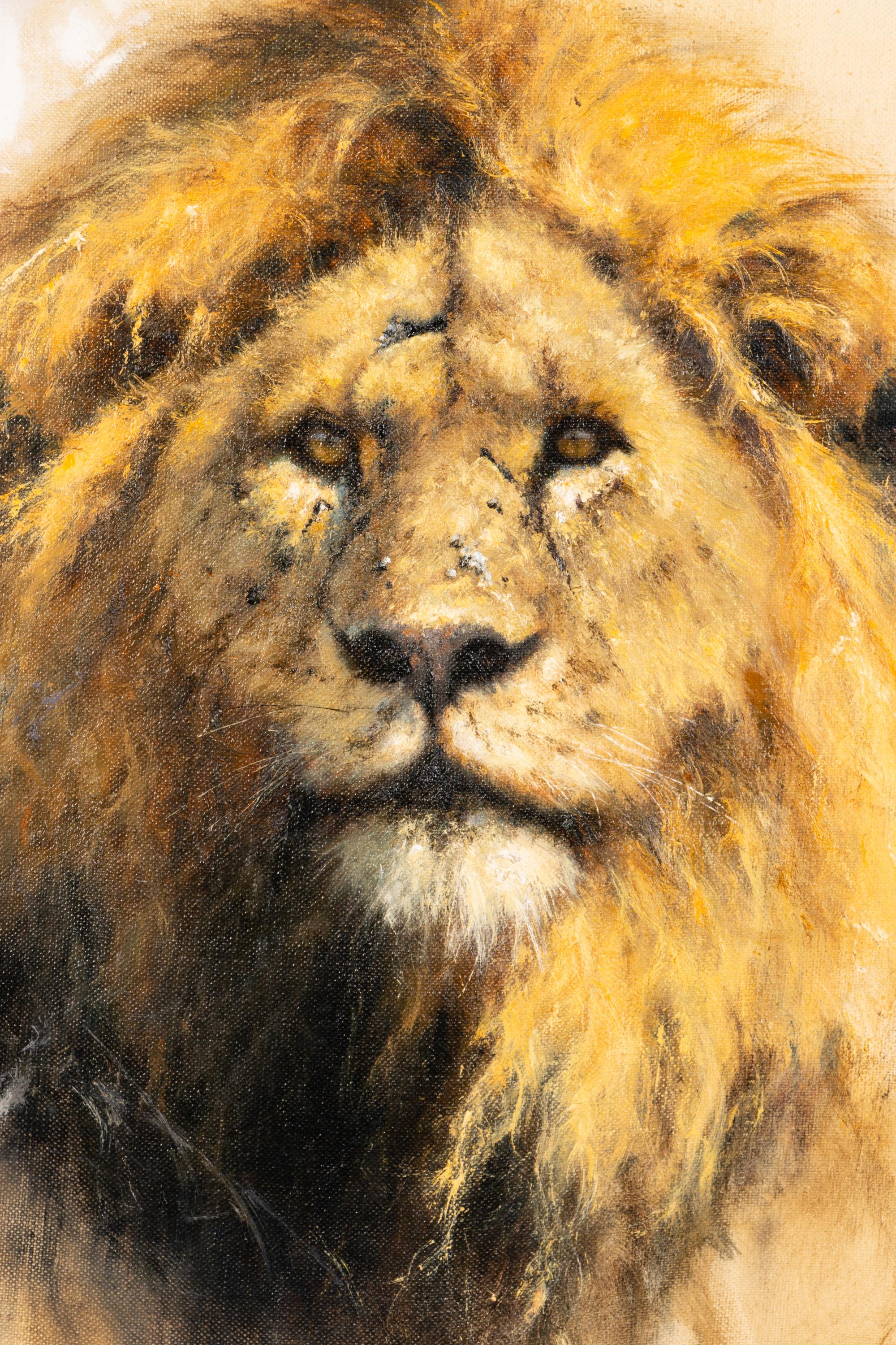 A Study of Lions