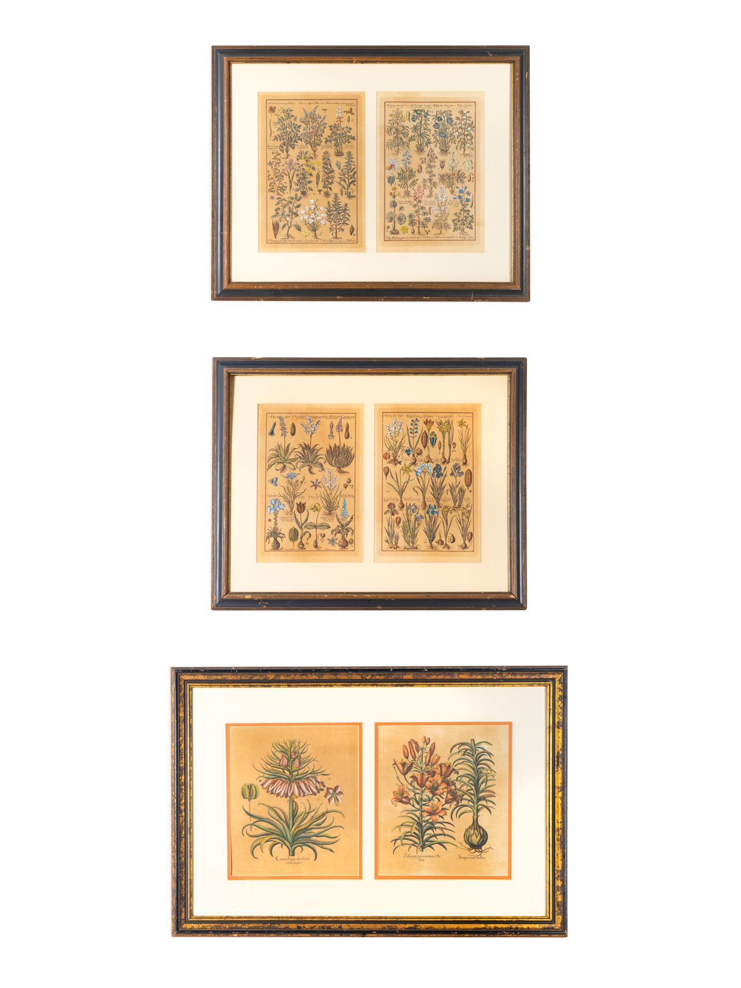 A Group of Botanical Engravings