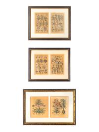 A Group of Botanical Engravings