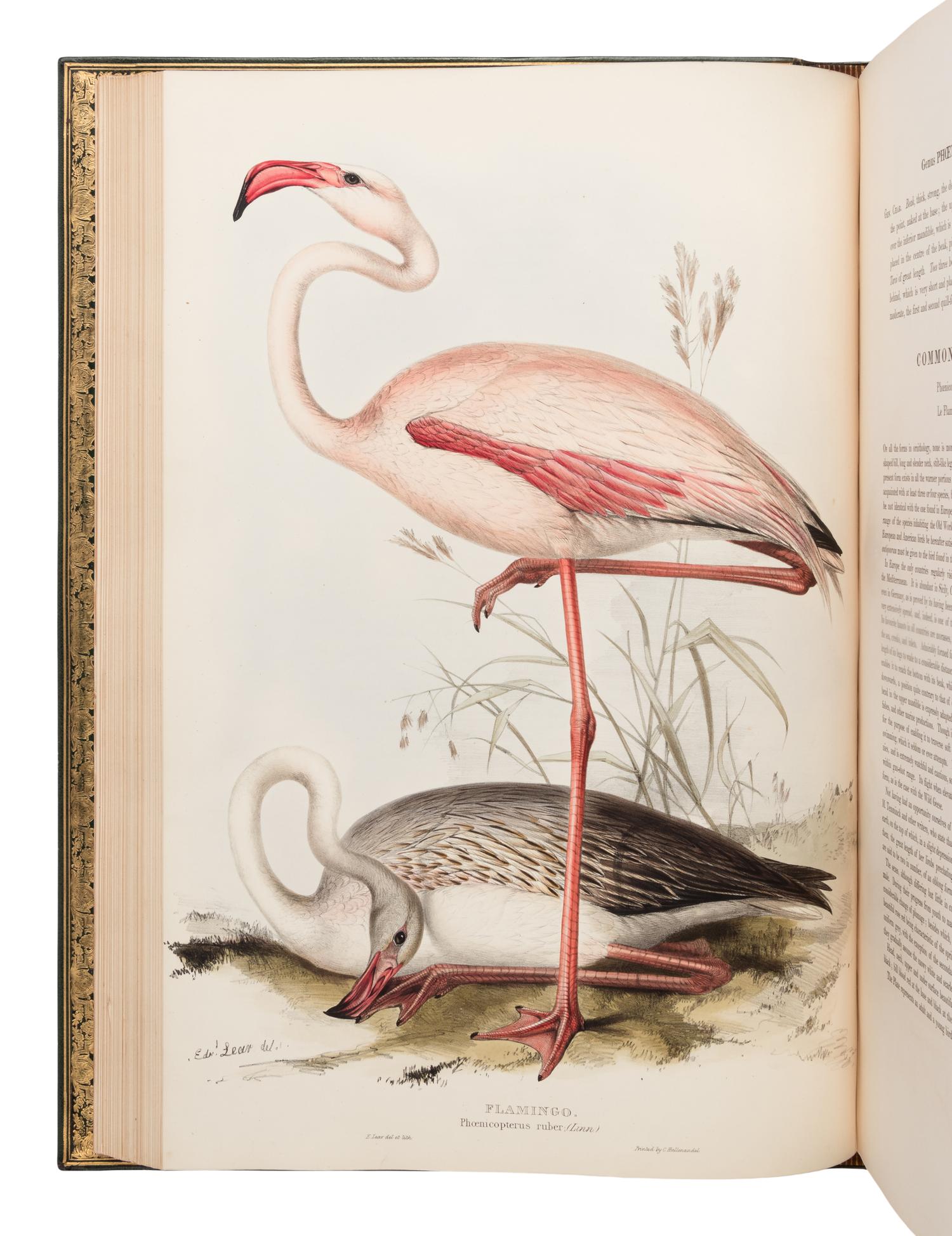 [NATURAL HISTORY]. GOULD, John (1804-1881). The Birds of Europe . London: Richard and John E. Taylor, [1832-] 1837.