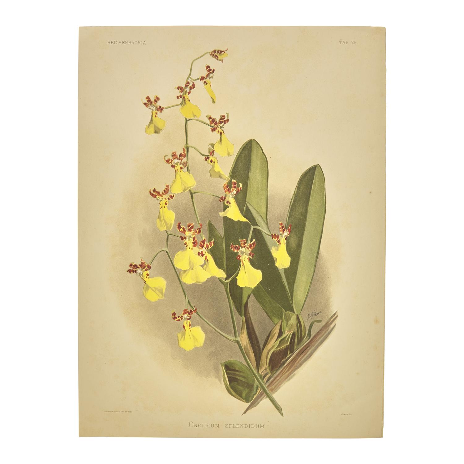 [Natural History] Sander, Frederick. Reichenbachia. Orchids Illustrated and Described