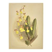 [Natural History] Sander, Frederick. Reichenbachia. Orchids Illustrated and Described