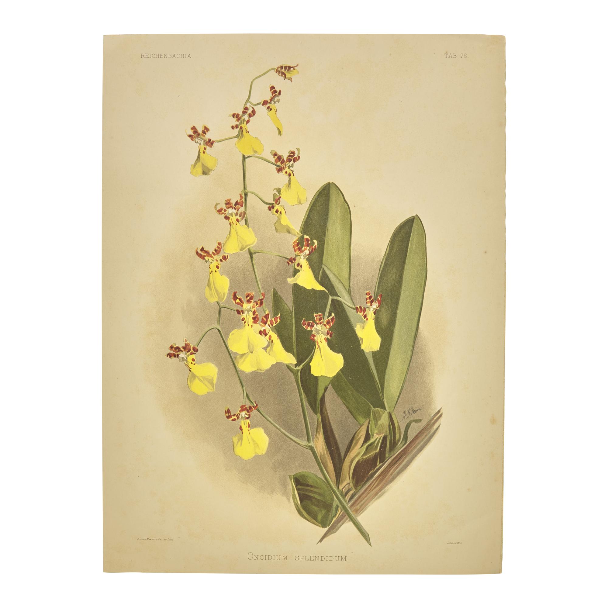 [Natural History] Sander, Frederick. Reichenbachia. Orchids Illustrated and Described