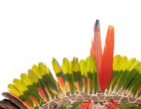 A Juruna Feather Headdress