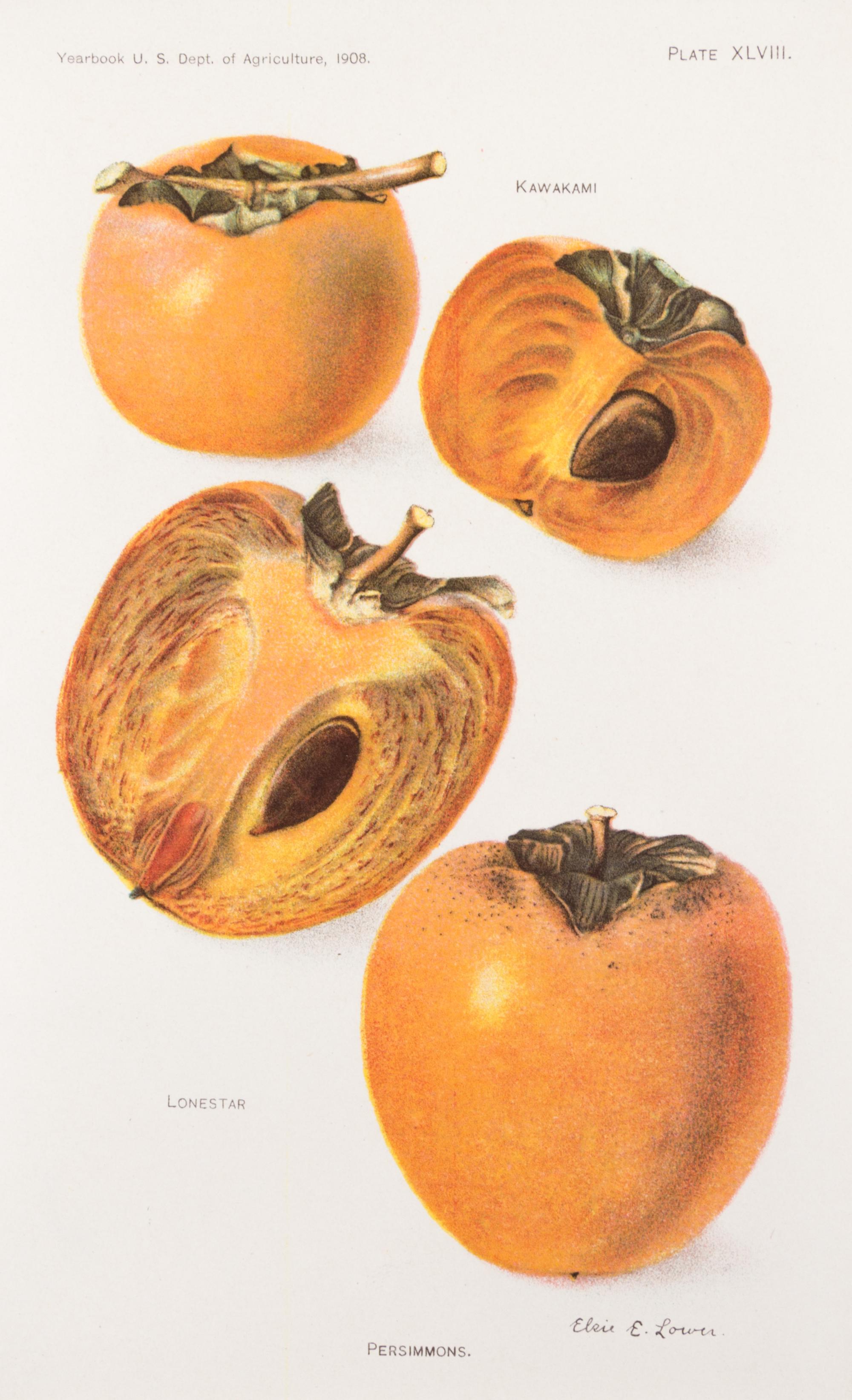 (BOTANY) US DEPARTMENT OF AGRICULTURE. A group of 20 chromolitho. plates of fruit and nuts.