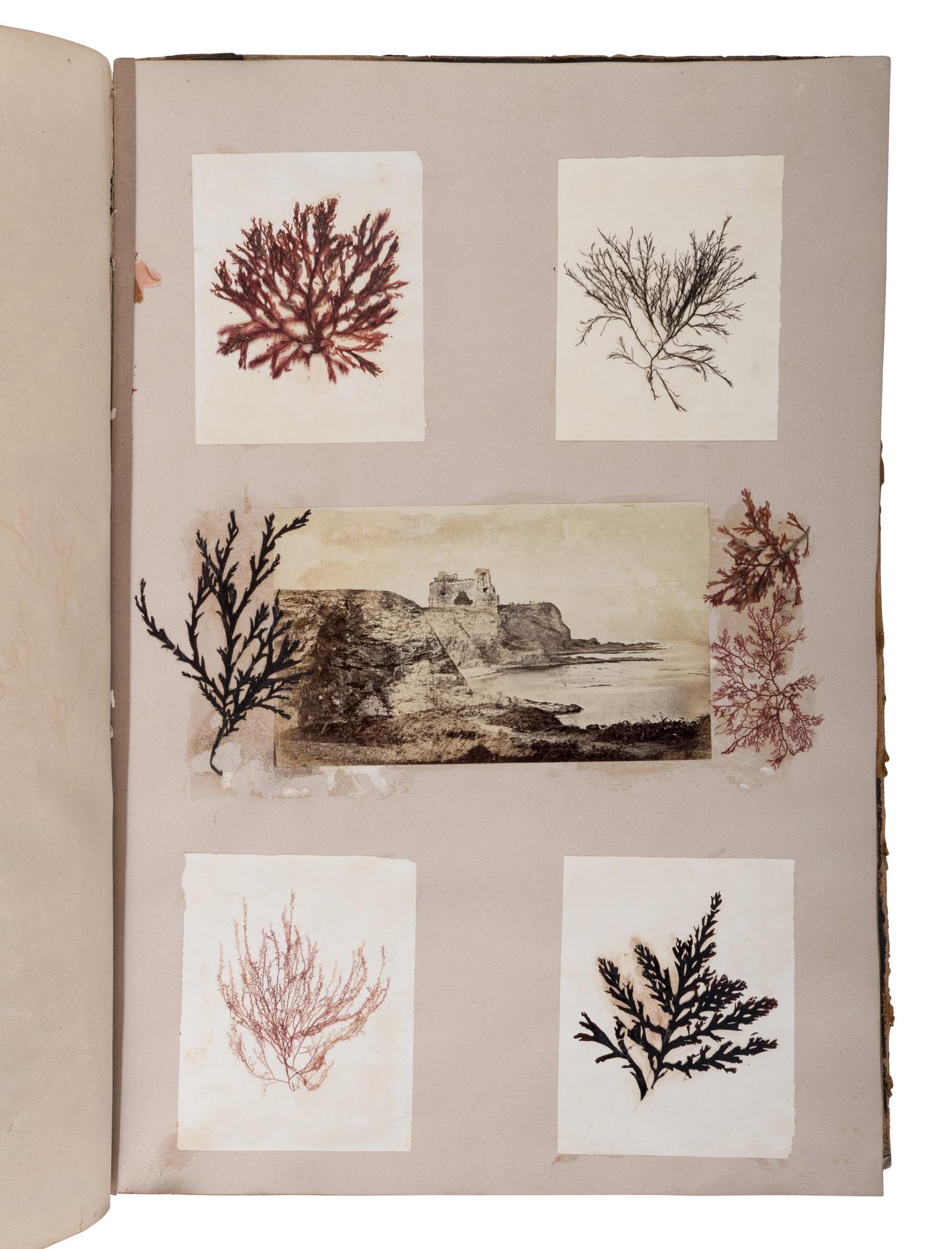 [NATURAL HISTORY - SPECIMEN ALBUMS]. A group of 15 albums of various plants. Circa 19th century.