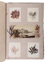 [NATURAL HISTORY - SPECIMEN ALBUMS]. A group of 15 albums of various plants. Circa 19th century.