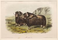 AUDUBON, John James (1785-1852) et al, after A group of 10 octavo-format prints, comprising: