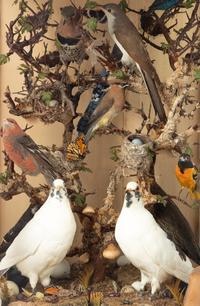 A Victorian Taxidermy Bird Diorama