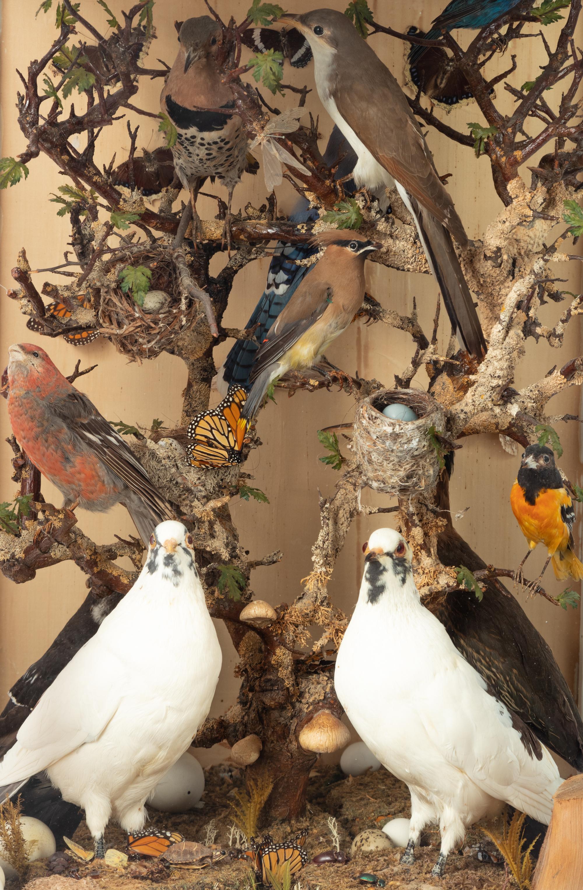 A Victorian Taxidermy Bird Diorama