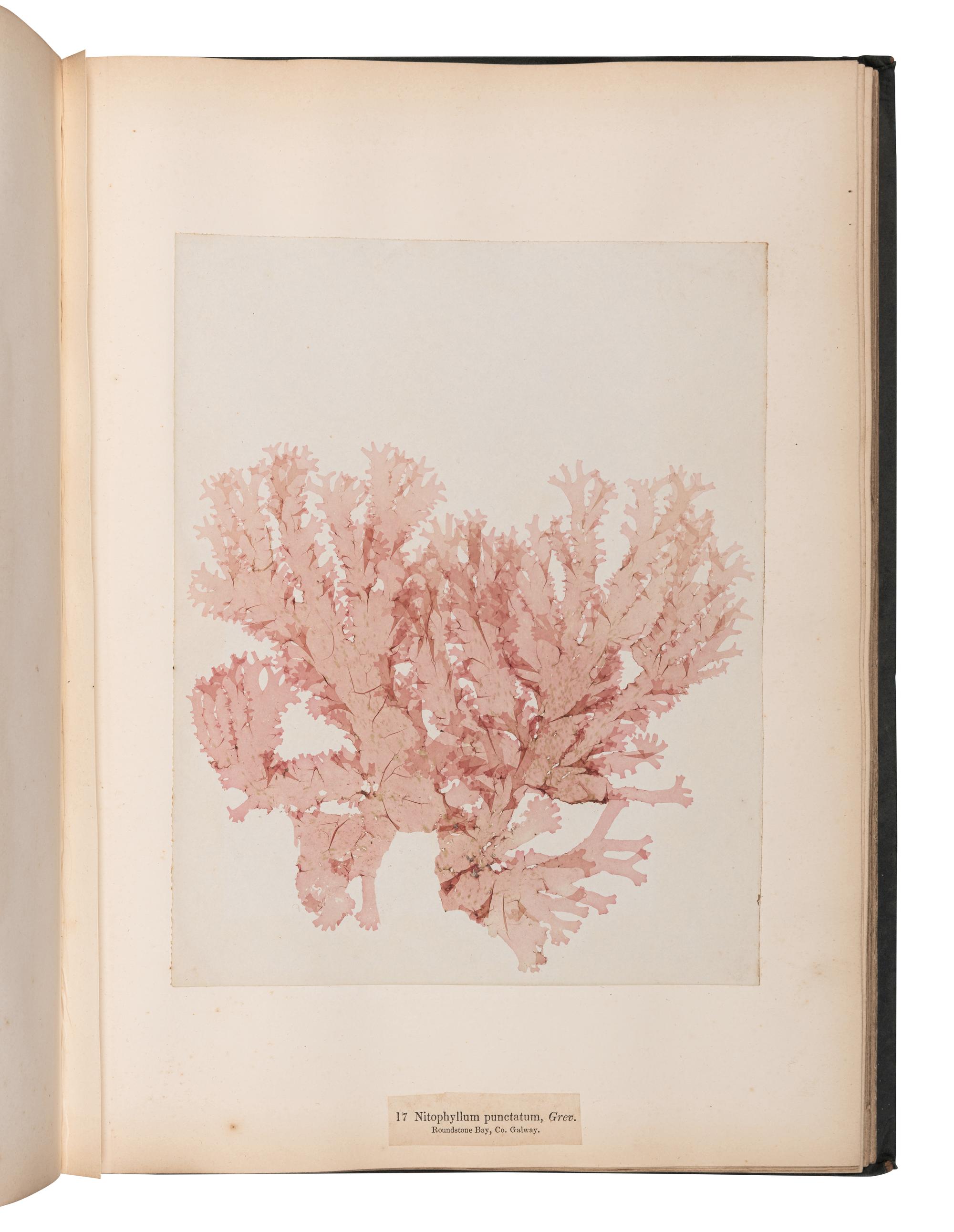 [SPECIMEN ALBUM]. M'CALLA, William. Algae Hibernicae . Dublin: Samuel B. Oldham, 1845, 1848.