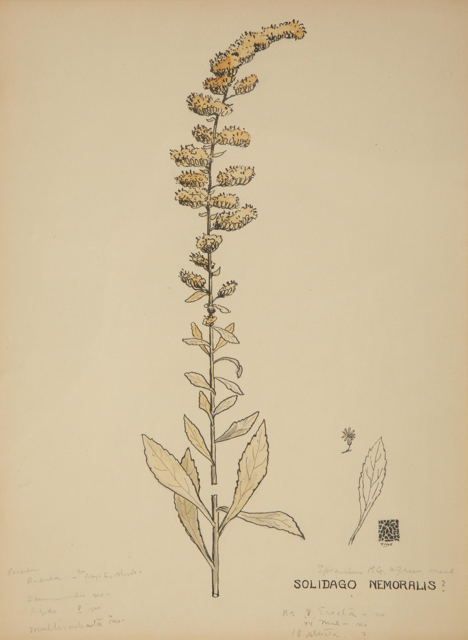 Eighteen Botanical Watercolors