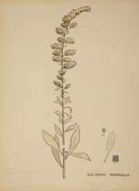 Eighteen Botanical Watercolors