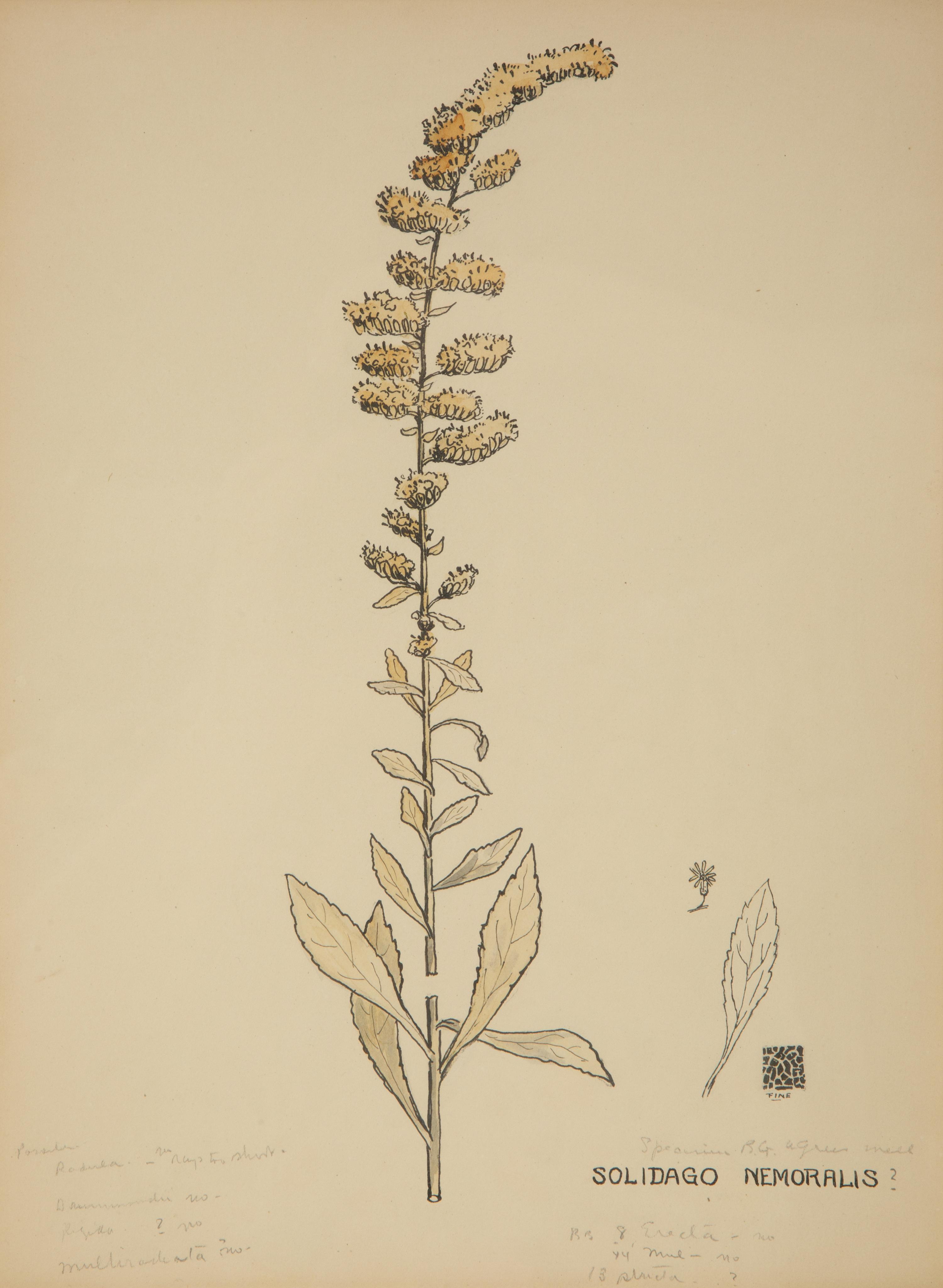 Eighteen Botanical Watercolors