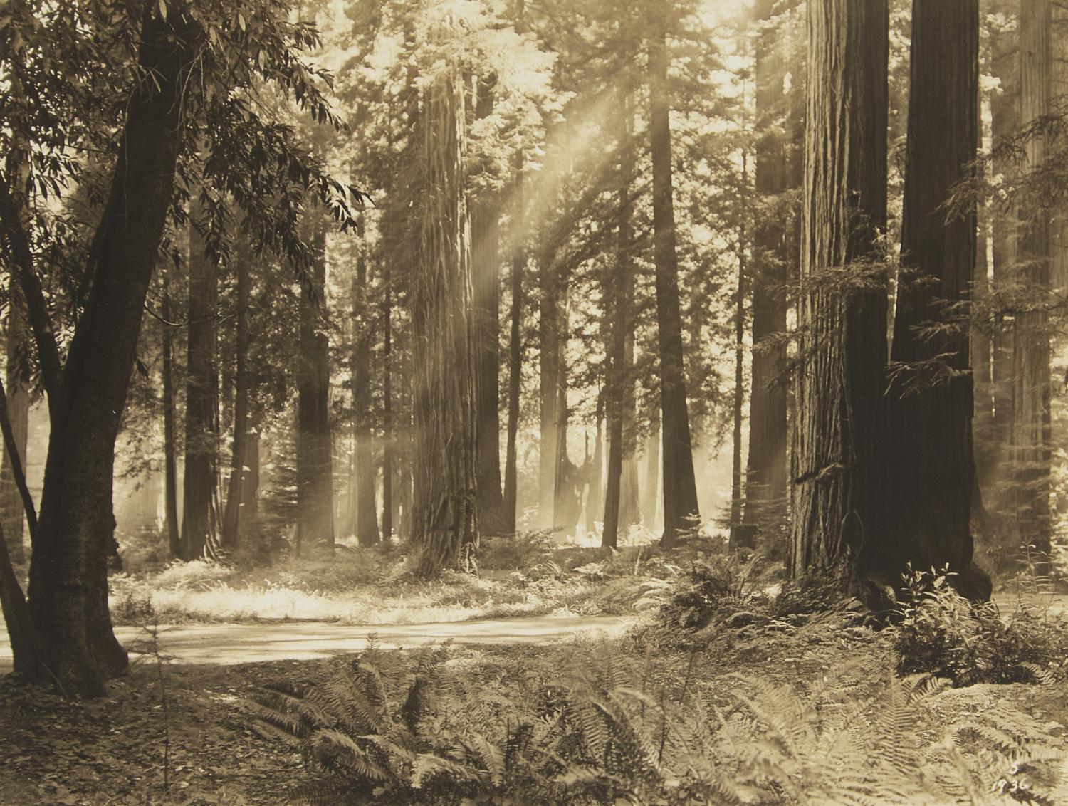 [Americana] Photograph Album of the Bohemian Grove Encampment, 1936, and Other Ephemera