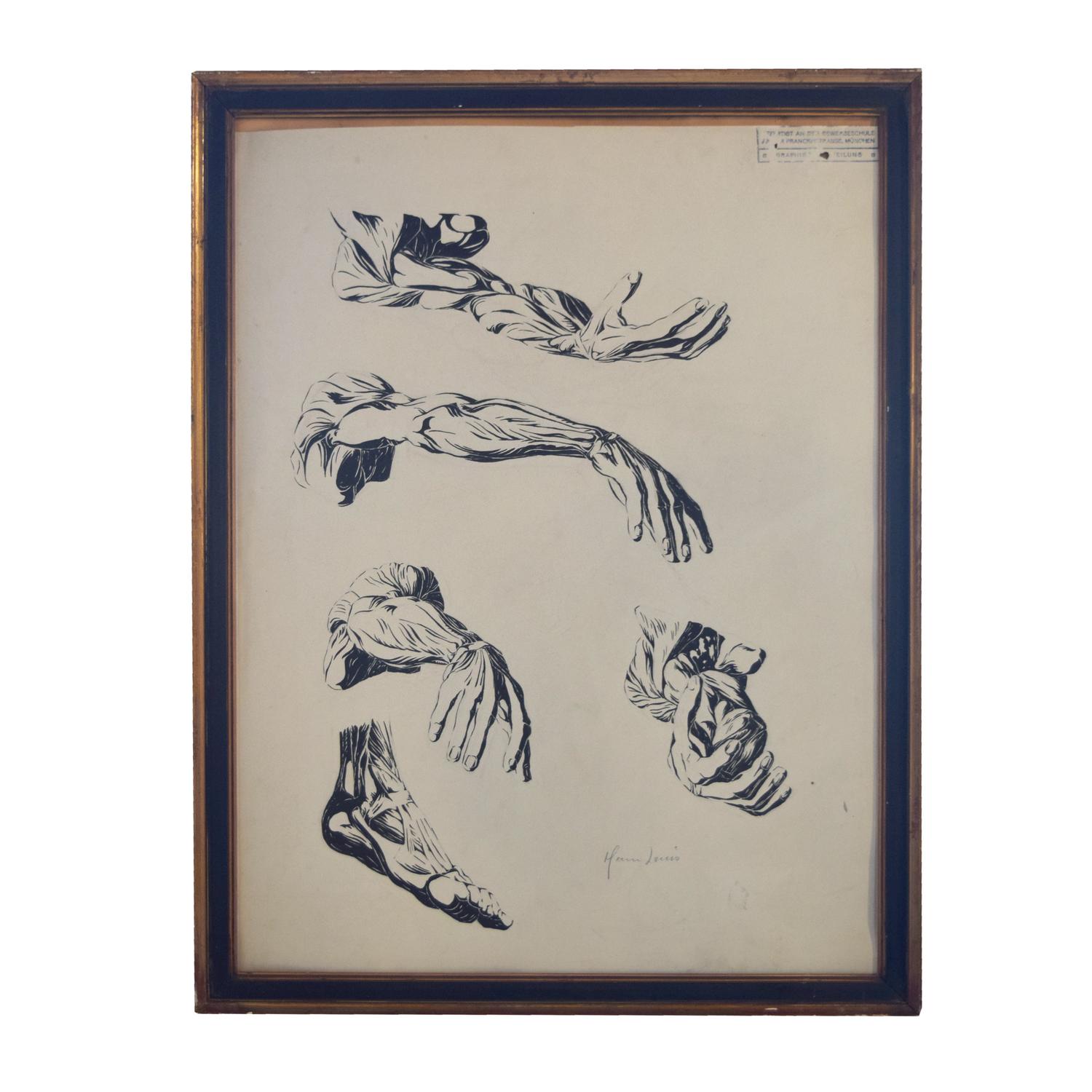 An Anatomy Drawing 19.5" W x .75" D x 25.5" H — Germany, 20th Century