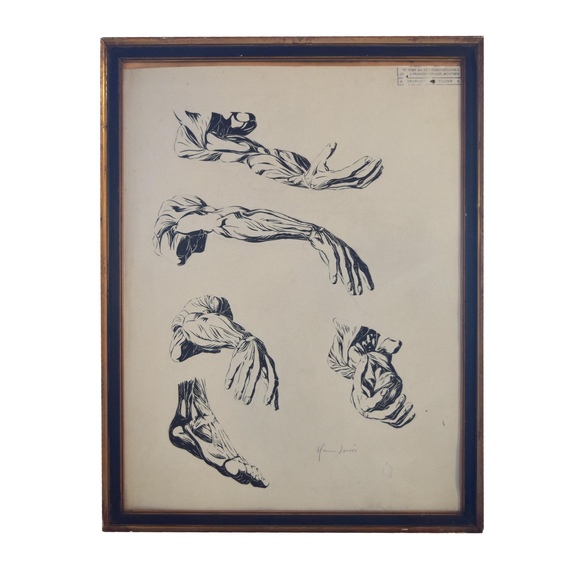 An Anatomy Drawing 19.5" W x .75" D x 25.5" H — Germany, 20th Century
