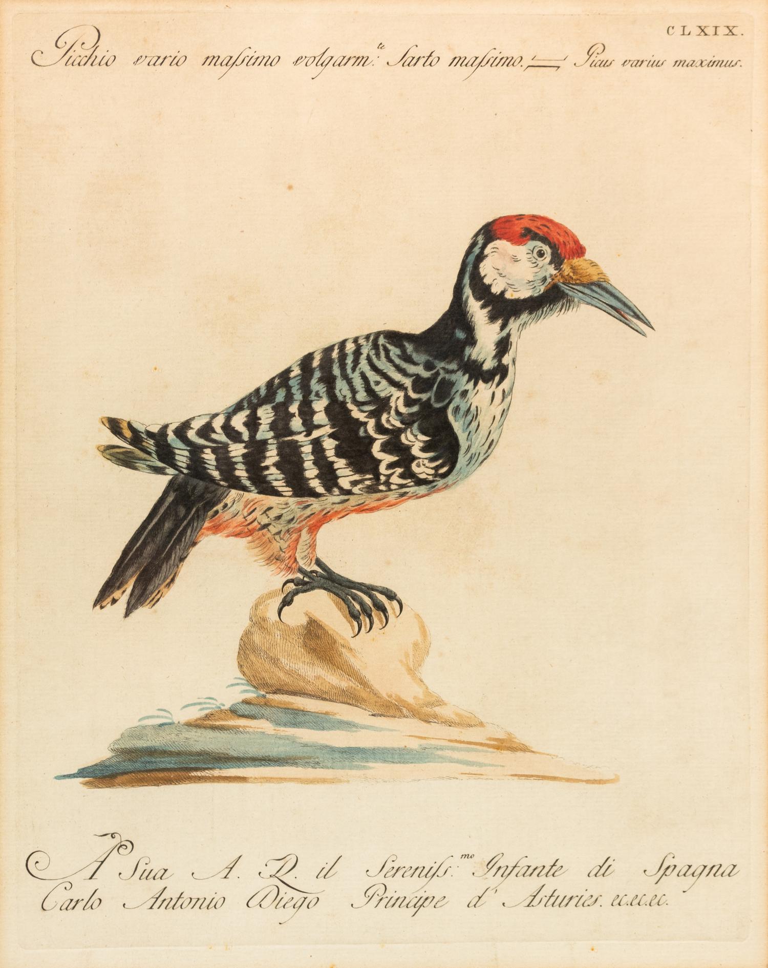 Two Italian Hand-Colored Bird Engravings — 19TH CENTURY