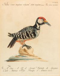 Two Italian Hand-Colored Bird Engravings — 19TH CENTURY