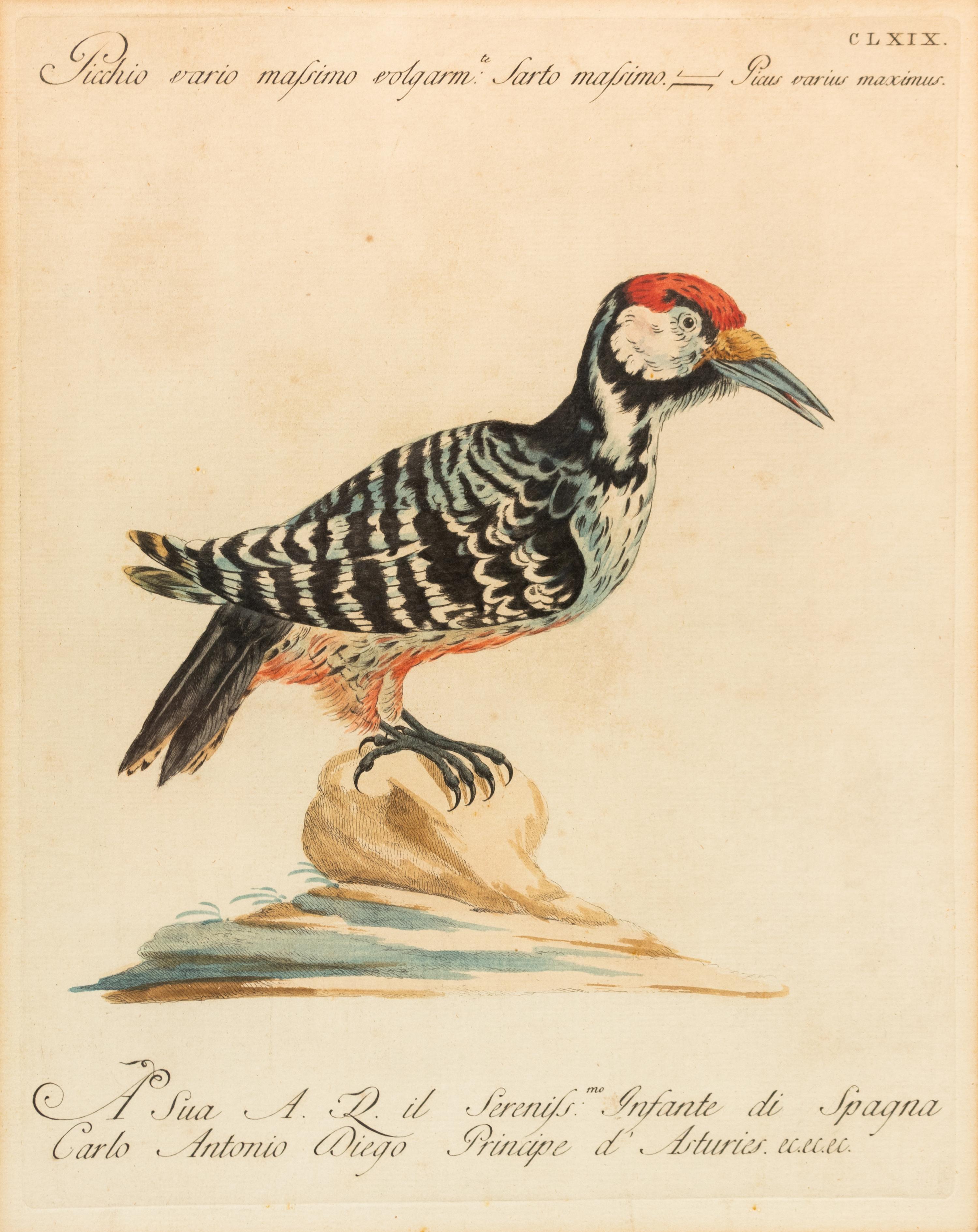 Two Italian Hand-Colored Bird Engravings — 19TH CENTURY