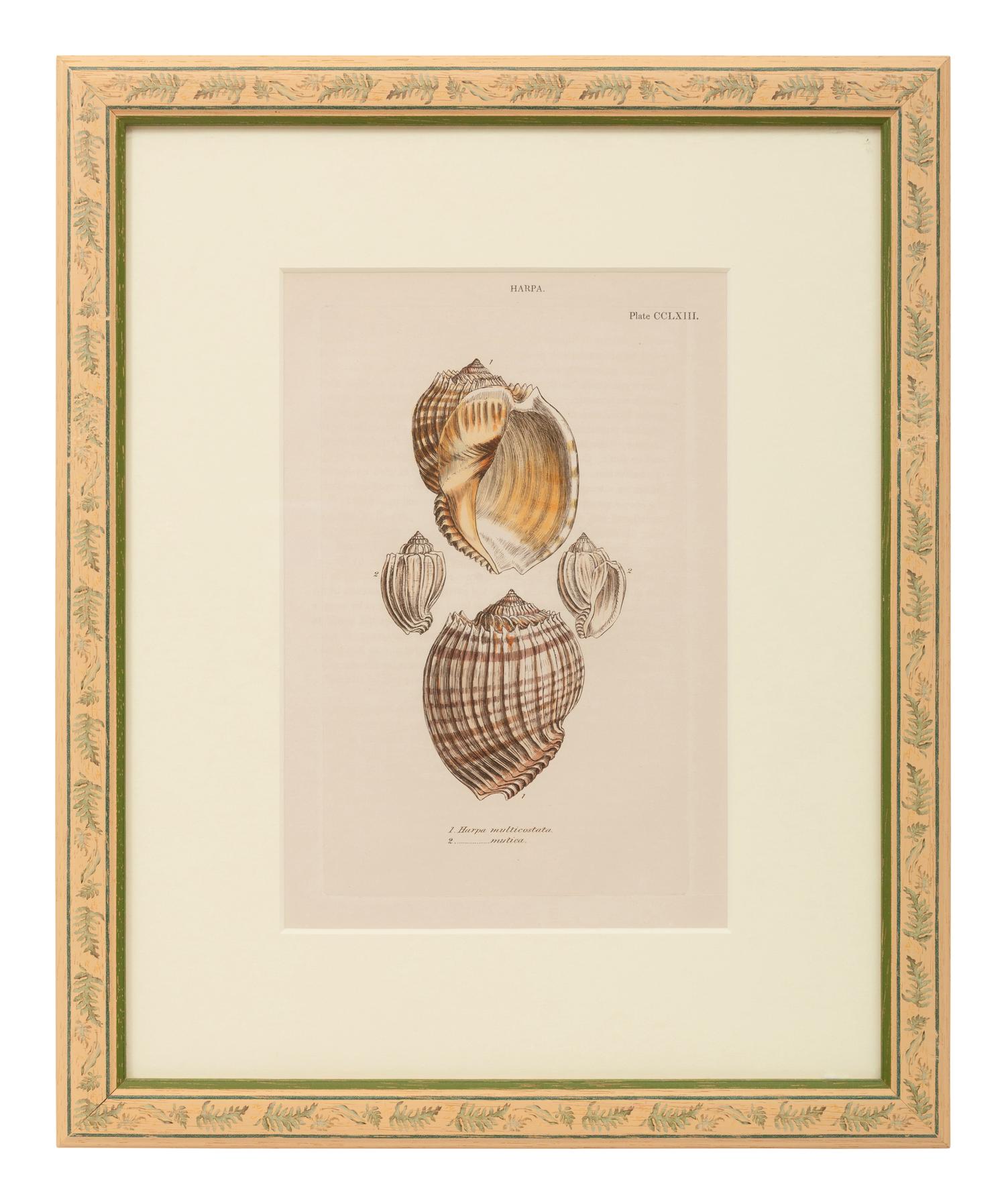 Conchologica Systematica: Eight Plates , 1841